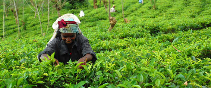 Tea picking